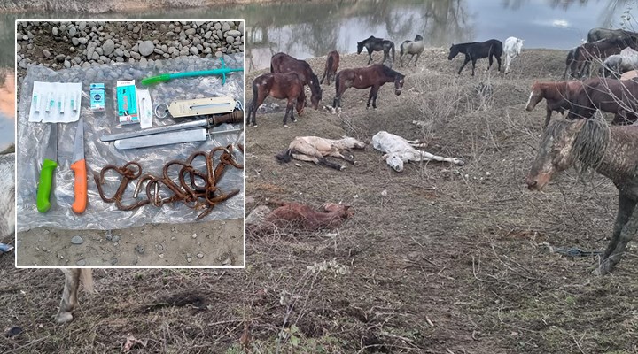 Sakarya'da 'at kesiliyor' ihbarı: Ekipler 40 at buldu