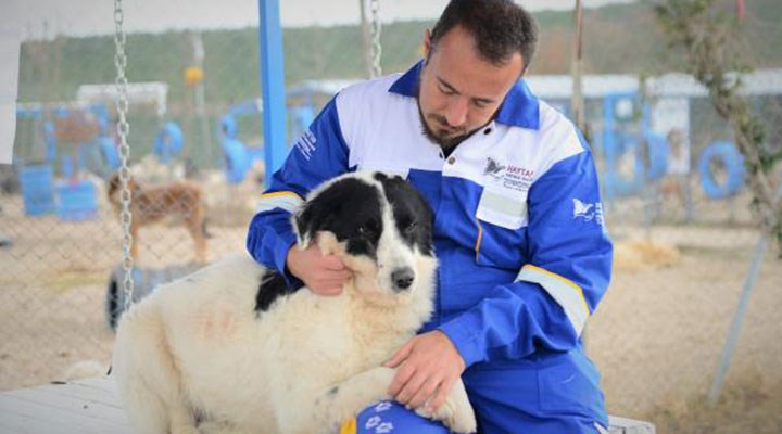 Azerbaycan'da tüfekle yaralanan Şanson, Türkiye'de tedavi edilip Emekli Hayvanlar Çiftliği'ne yerleştirildi