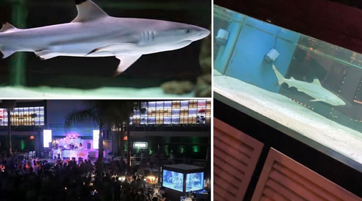 Gece kulübünde 'eğlence' maksadıyla esir tutulan köpekbalığı için Almanya'dan çağrı