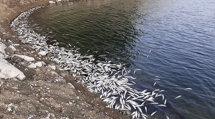 Aslantaş Baraj Gölü'nde balık ölümlerine inceleme