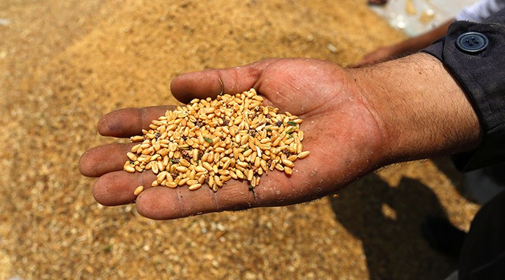 TMO'dan ekmeklik buğdaya yüzde 23, arpaya yüzde 24 zam