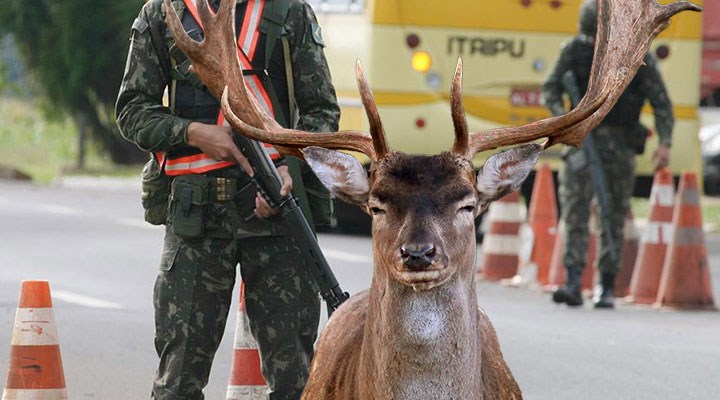 Paraguay’da bir geyik Cumhurbaşkanlığı Sarayı'ndaki askeri öldürdü