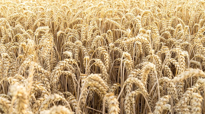 TMO, 335 bin ton buğday ithal edecek: Ekmeğe zam kapıda