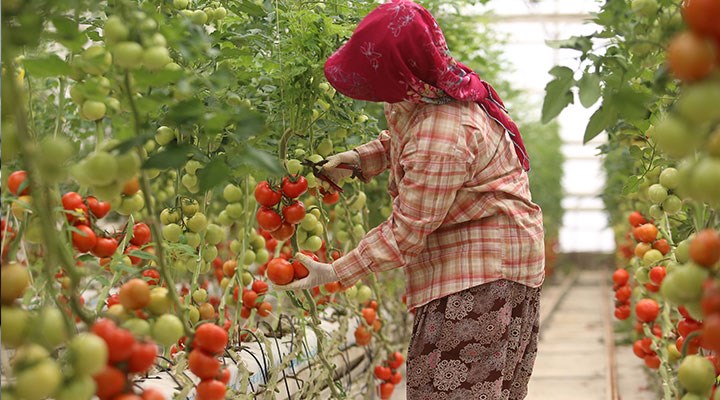 Azerbaycan tarım ihracatında Türkiye’ye şart koydu