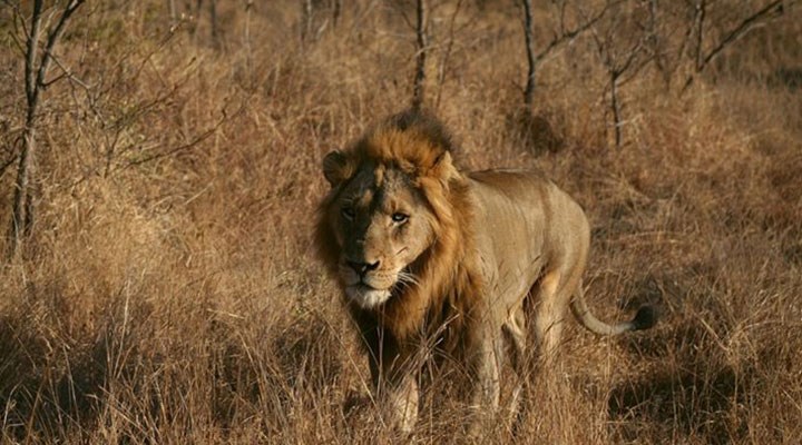 İran'da kafesinden kaçan aslan bakıcısını öldürdü