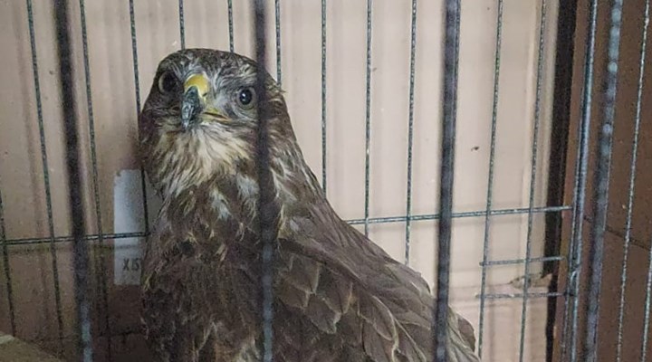 Karabük'te kızıl şahinin kanat tüylerini kestiler: Artık uçmuyor