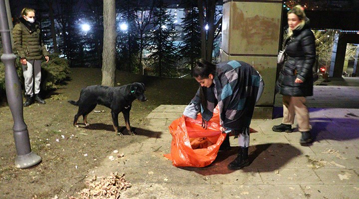 Ankara'da 8 yavru köpek zehirle öldürüldü