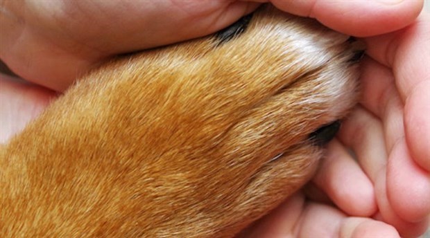 Köpeğe anestezisiz kısırlaştırma operasyonu iddiası: Soruşturma başlatıldı