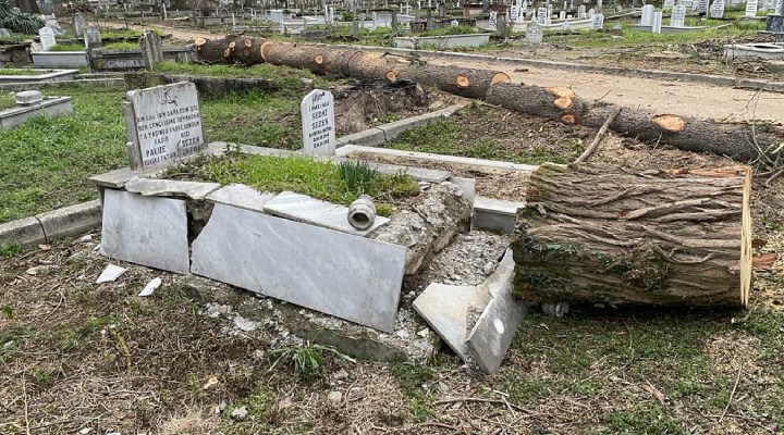 Düzce Şehir Mezarlığı'nda ağaç katliamı