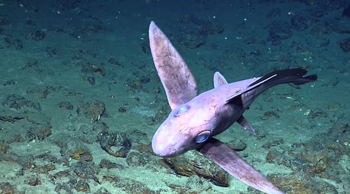 Yeni Zelanda'da hayalet köpek balığı yavrusu bulundu
