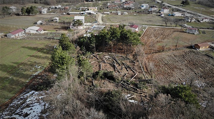 Milli Emlak'tan kiraladığı ormanda ağaç katliamı yaptı