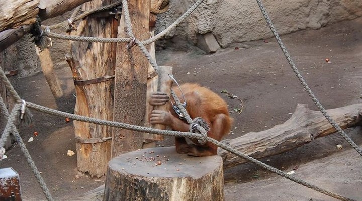 Çekiç kullanan orangutanlar