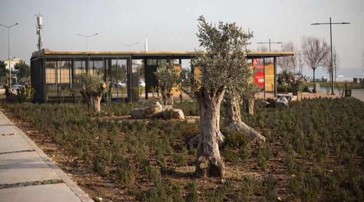 İzmir’de üreticiler sulama gerektirmeyen bitki yetiştiriyor