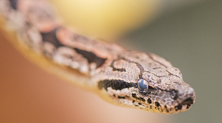 Araştırma: Boa yılanları, kendileri nefessiz kalmadan avlarını nasıl boğuyor?