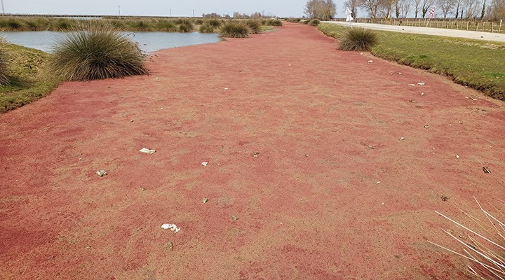 Kızılırmak Deltası kızıla boyandı