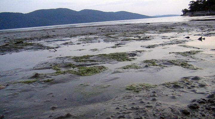 Muğla'da 'süper gelgitler': Deniz suyu 50 metre çekildi