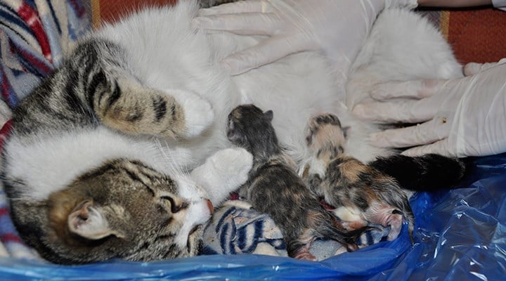 Doğum sancısı çekince aile sağlığı merkezine giden kedi, 4 bebek dünyaya getirdi