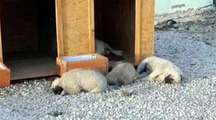 Belediyenin hayvan otelinde 8 köpek ölü bulundu