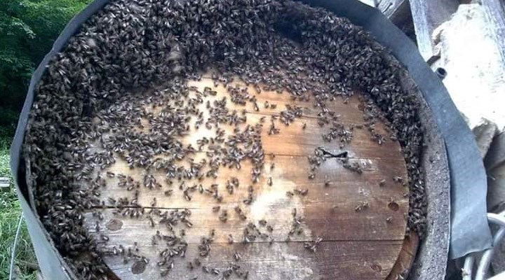 İkizdere’de arılar ölüyor