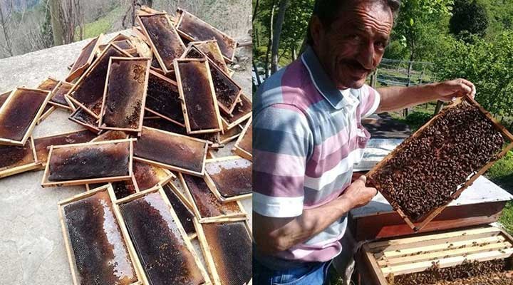 Bilirkişi uyarmıştı: Cengiz'in taş ocağı nedeniyle arılar ölmeye başladı!