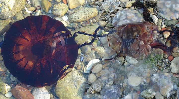 Çanakkale Boğazı'nda zehirli denizanaları görüldü: Uzmanlardan uyarılar
