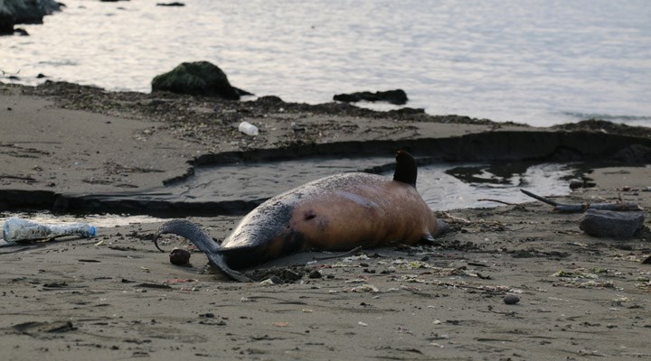 Karadeniz’de 3 ayda 33 ölü yunus kıyıya vurdu