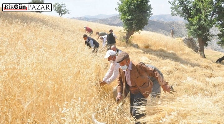 Türkiye’de tarım kooperatifleri niçin istenen düzeyde değil?