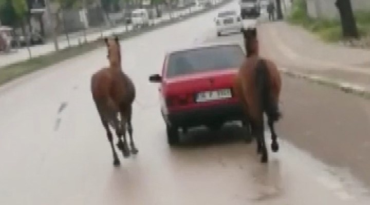 Atları otomobiline bağlayıp çeken sürücüye 8 bin 132 TL ceza