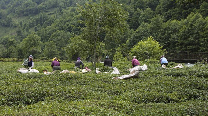 Çay üreticileri ÇAYKUR Genel Müdürlüğü'ne yürüyecek: "Örgütlenip sesimizi duyurmak zorundayız"