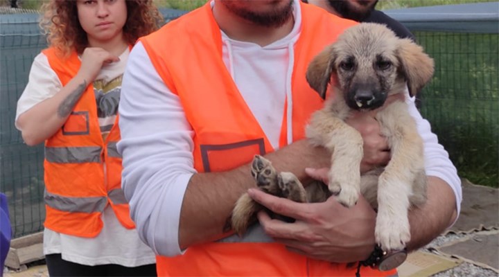 Ankara'da barınağa zehirli kemik attılar: 2 yavru köpek öldü