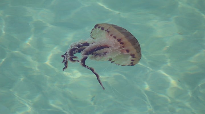 Zehirli denizanası Tekirdağ kıyılarında da görüldü