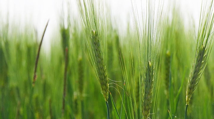 TÜİK’e göre tahıl üretimi yüzde 10,4 artacak; sebze üretimi yüzde 1 düşecek