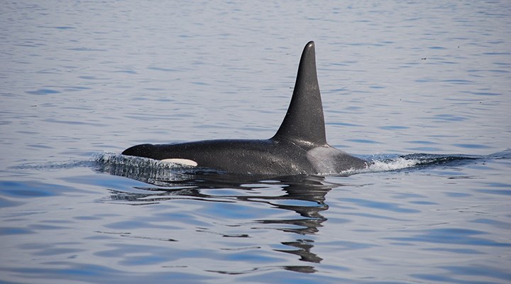 Ötenazi yapılması planlanan katil balina doğal nedenlerle öldü