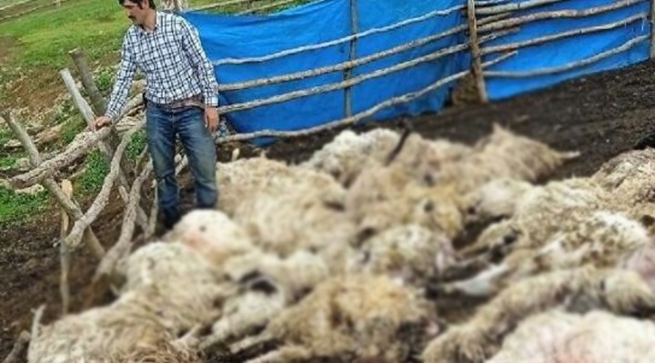 Tokat'ta gök gürültüsünden ürkerek ağılda birbirini ezen 55 koyun hayatını kaybetti