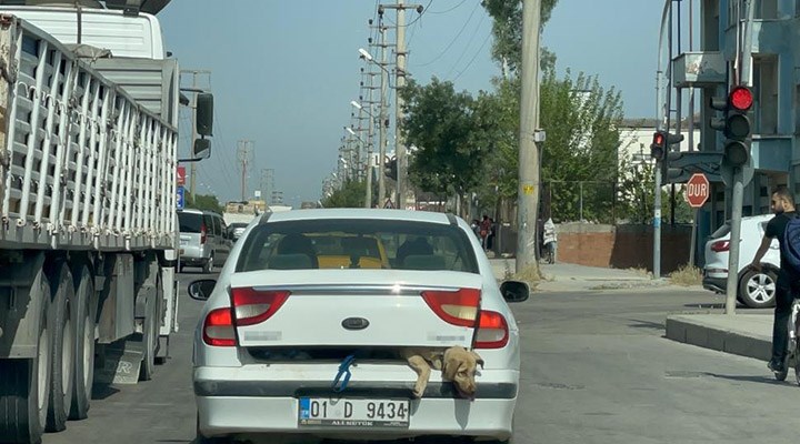 Bir sürücü, 40 derece sıcakta köpeği bagaja bağladı
