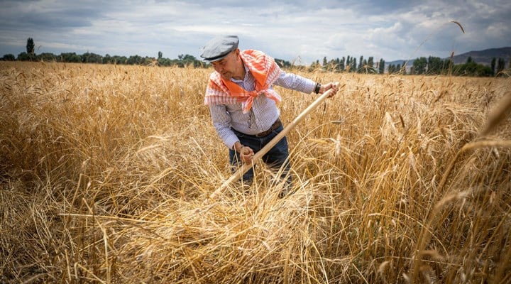 İzmir’de buğdayın kilosu 10 TL’den alınacak