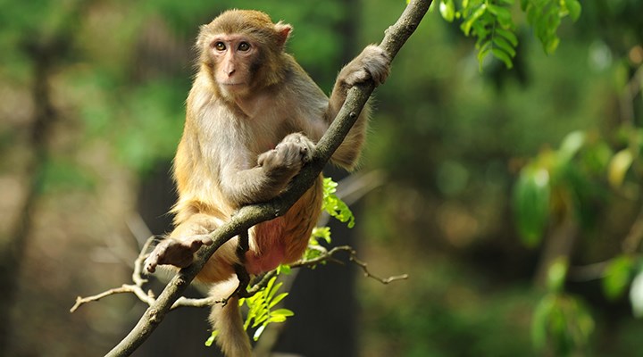 Kocaeli'de ağaçta makak maymunu bulundu