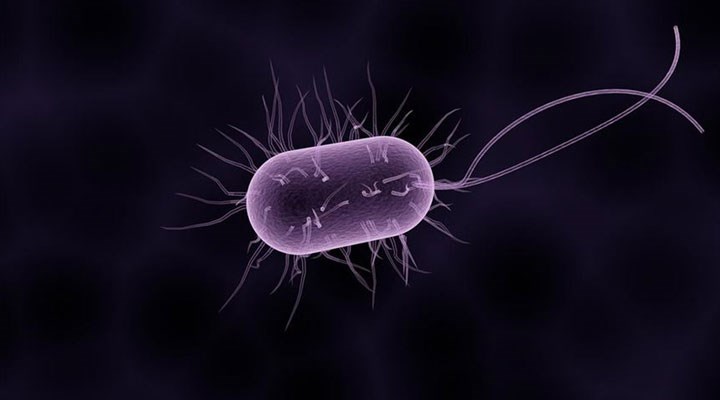 Karayipler'de "dünyanın en büyük bakterisi" keşfedildi