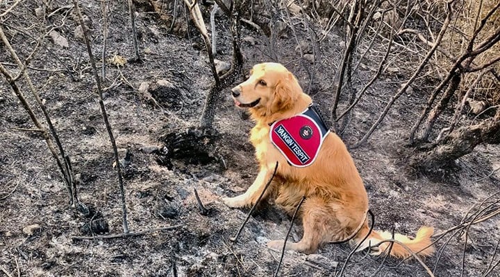 Marmaris'te yangının başlangıç noktasını köpek 'Kadro' buldu