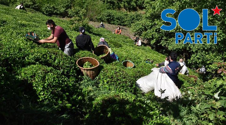 SOL Parti: AKP'nin kanun teklifi çay üreticisinin ölüm fermanıdır