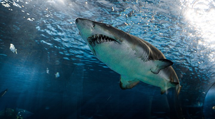 Mısır'da köpek balığı saldırısı: 2 ölü
