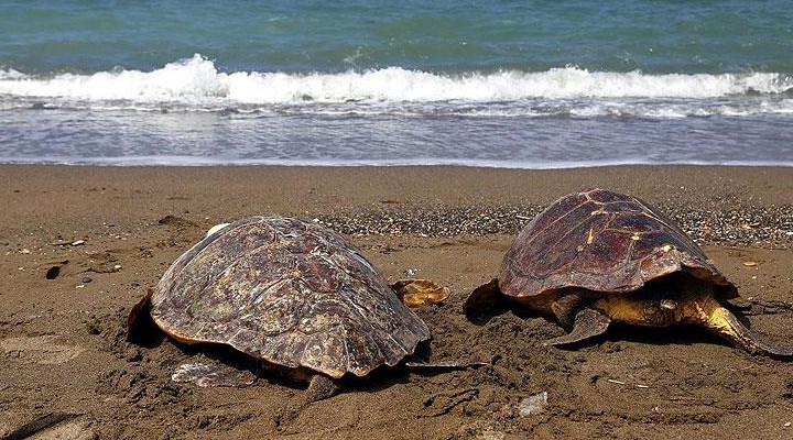 Japonya'da 30 deniz kaplumbağası boyunlarından bıçaklanmış halde bulundu