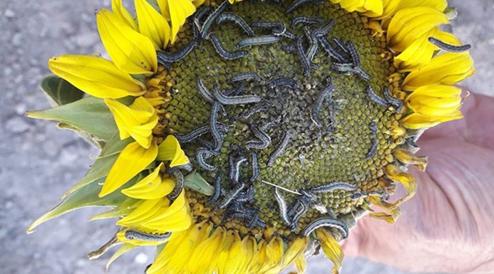 CHP'li Gaytancıoğlu: Tırtıl istilası ayçiçek yağına zam olarak yansıyabilir