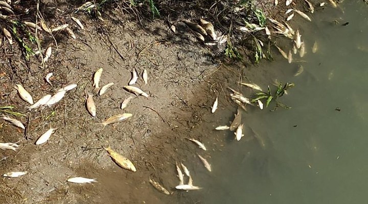Kanalizasyon akıtılan Ceyhan Nehri'nde oksijensiz kalan balıklar öldü