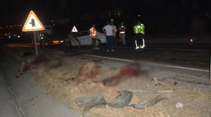 Otomobil, karayolundan geçen sürüye çarptı: 19 koyun ve 1 eşek öldü