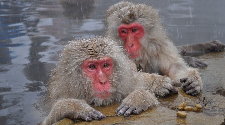 Japonya’da maymunlar 42 kişiyi yaraladı, polislere bayıltıcı tabanca dağıtıldı