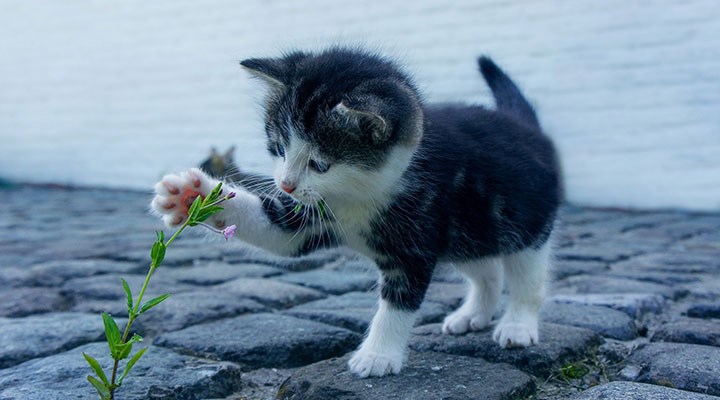 Polonya'da evcil kediler "istilacı yabancı tür" kategorisine eklendi