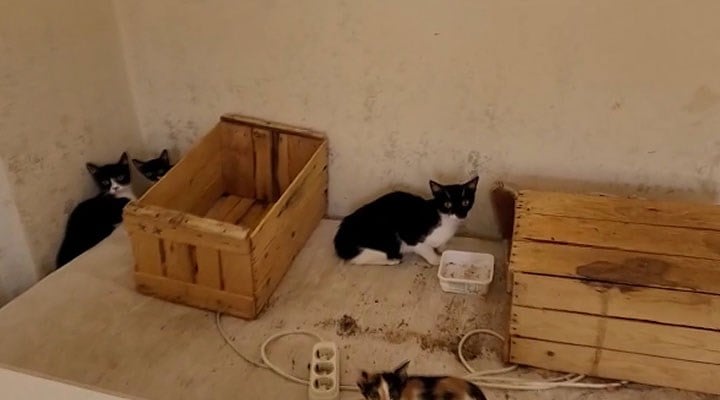 Bursa'da ikinci çöp ev vakası: 2 kamyon çöp ve 30 kedi çıkarıldı