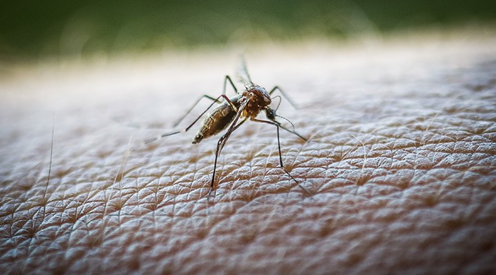 İtalya'da Batı Nil Virüsü vaka sayısı 94'e çıktı
