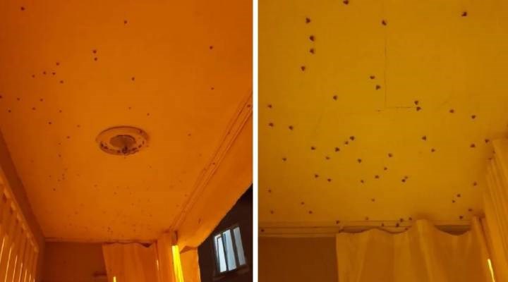 'Vampir kelebekler' İstanbul'u sardı: Bitkilere zarar veriyor